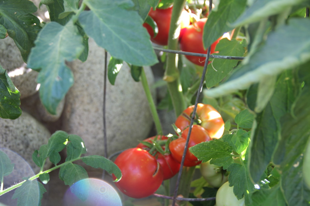 alipyper - tomatoes in the garden
