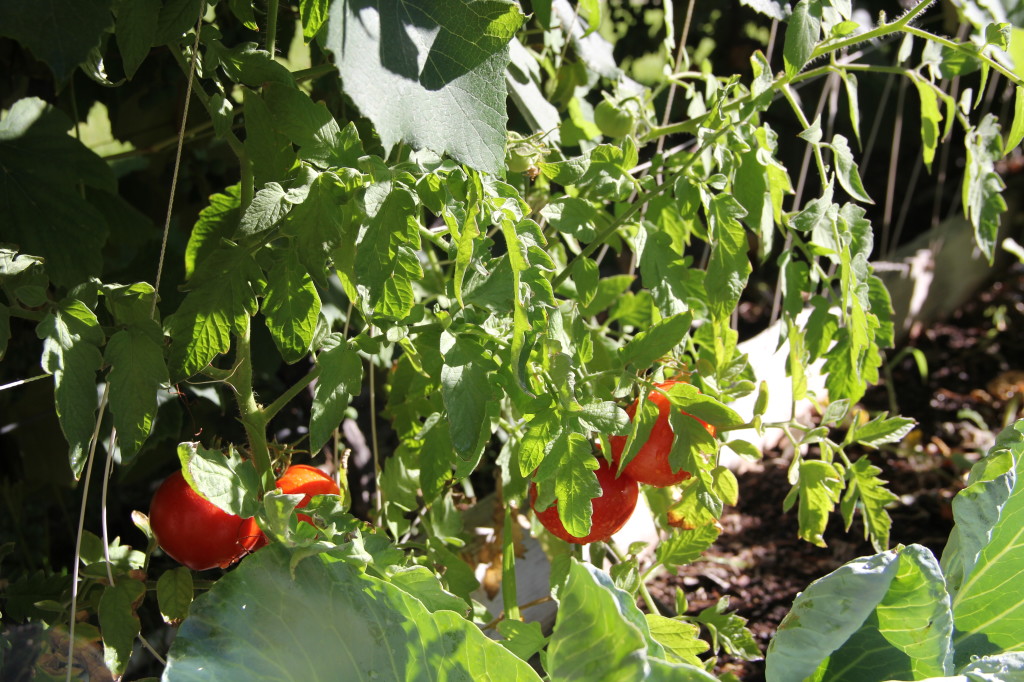 alipyper - tomatoes in the garden