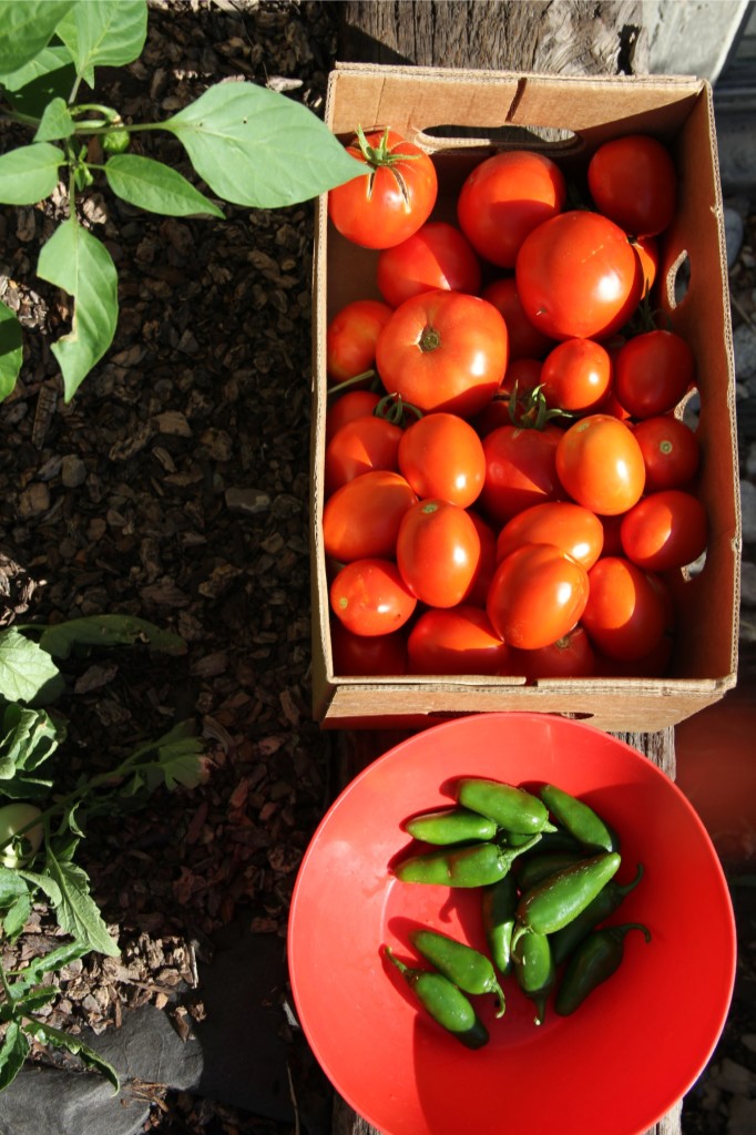 alipyper - summer salsa harvest